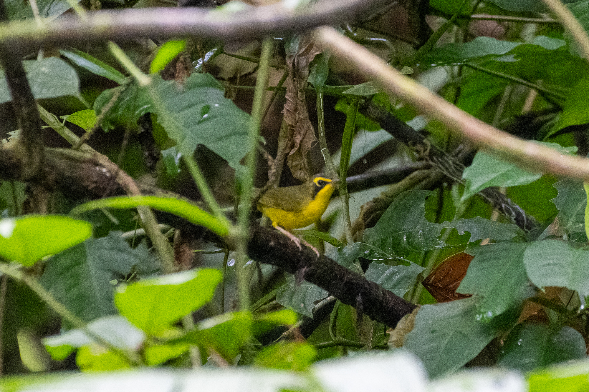 Kentucky Warbler (Geothlypis formosa)