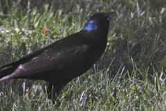 Quiscalus quiscula versicolor