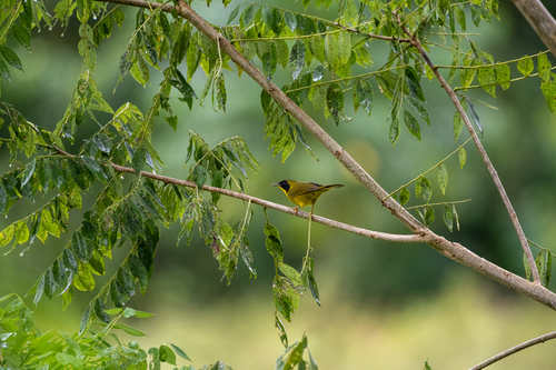 Olive-crowned Yellowthroat (Geothlypis semiflava), photo 7