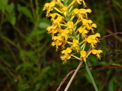Platanthera cristata
