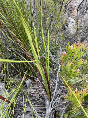 Image of Watsonia rogersii by (c) Charleen Brunke, some rights reserved (CC BY)