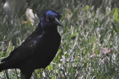 Quiscalus quiscula versicolor