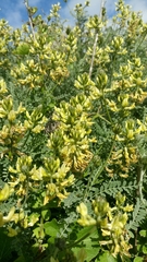 Astragalus nevinii