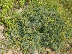 Astragalus nevinii