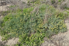 Astragalus nevinii