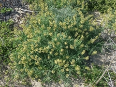 Astragalus nevinii