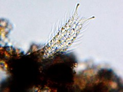 Chaetonotus