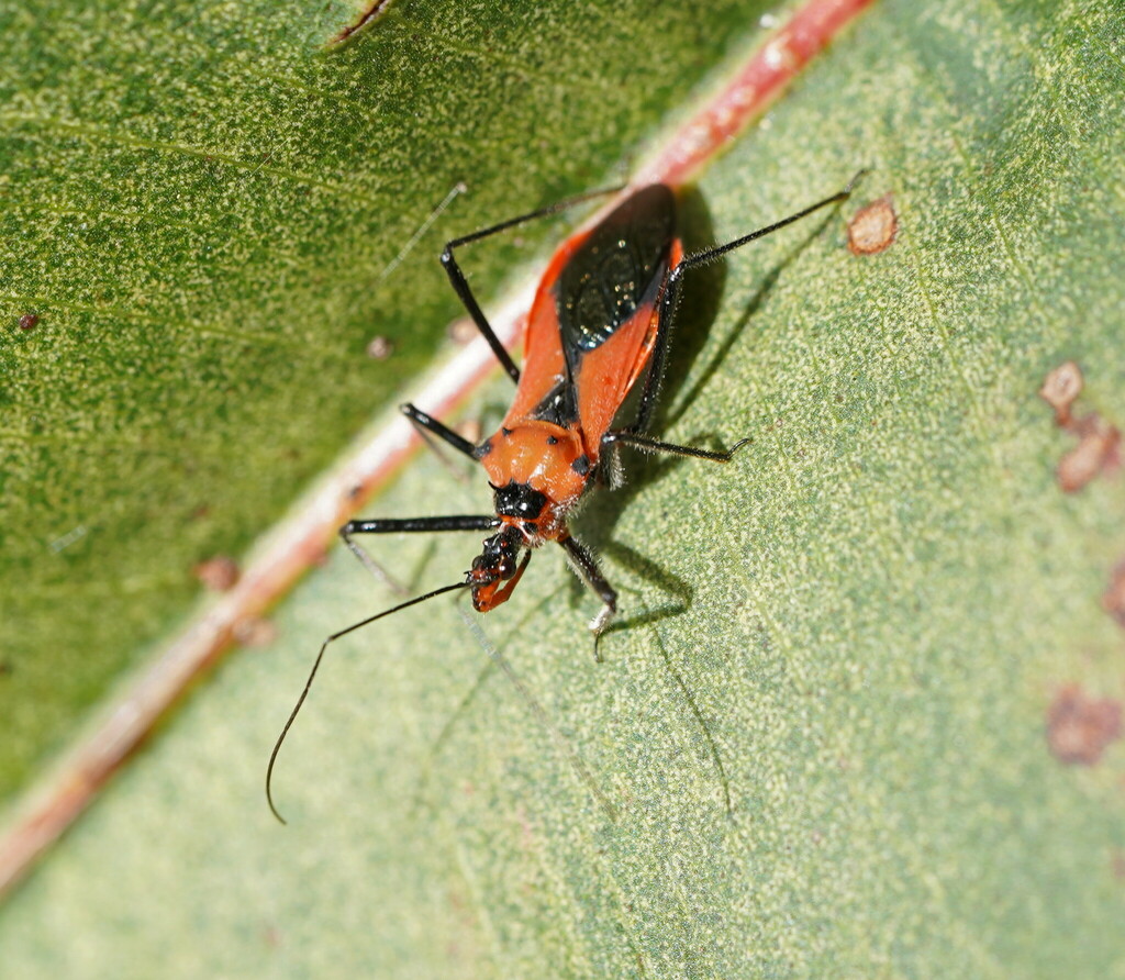 Orange Assassin Bug from Lysterfield VIC 3156, Australia on November 12 ...