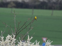 Emberiza citrinella