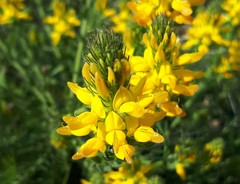 Genista tournefortii