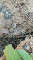 Xerarionta intercisa