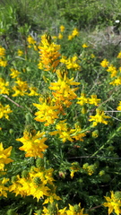 Genista tournefortii