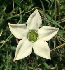 Jaborosa runcinata