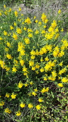 Genista tournefortii