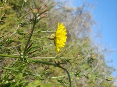 Malacothrix foliosa foliosa
