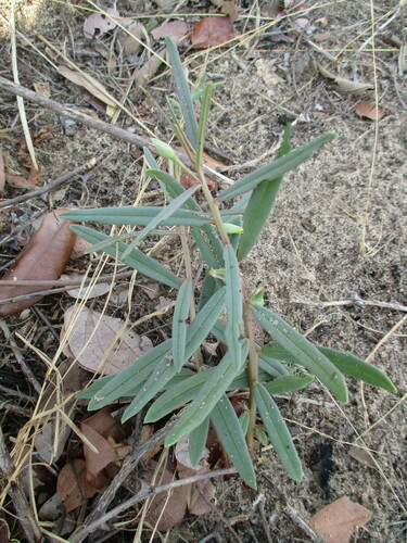 Porcupine root (Talinum afrum)