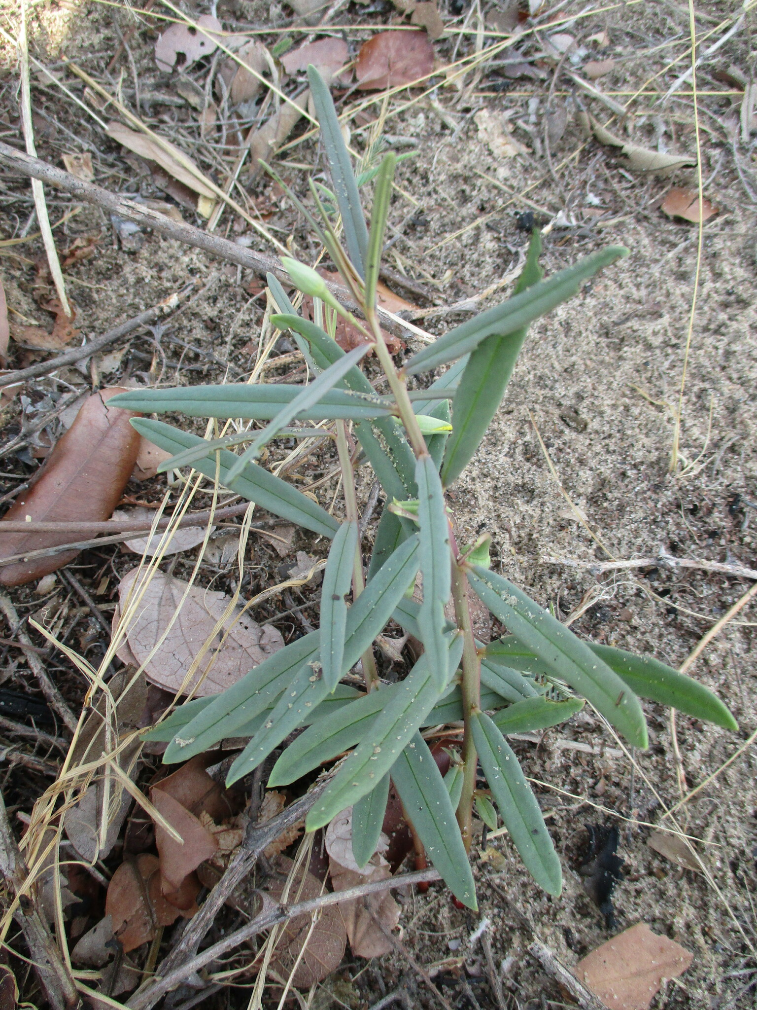 Talinum caffrum (Thunb.) Eckl. & Zeyh. 3