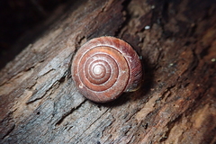 Helminthoglypta exarata