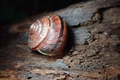 Helminthoglypta exarata