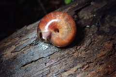 Helminthoglypta exarata