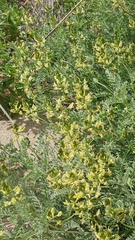 Astragalus nevinii