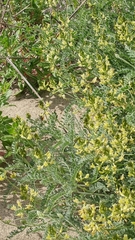 Astragalus nevinii