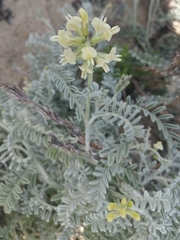 Astragalus miguelensis