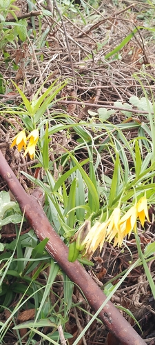 Image of Gloriosa modesta by (c) grabbarg, some rights reserved (CC BY-SA)