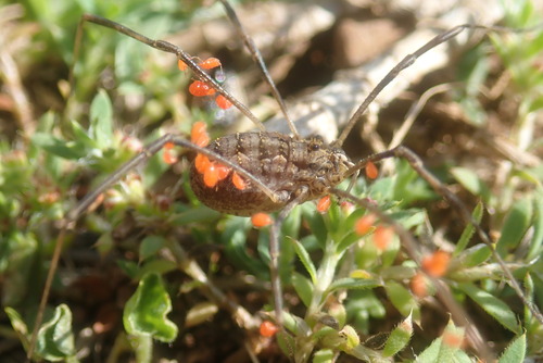 Leptus phalangii