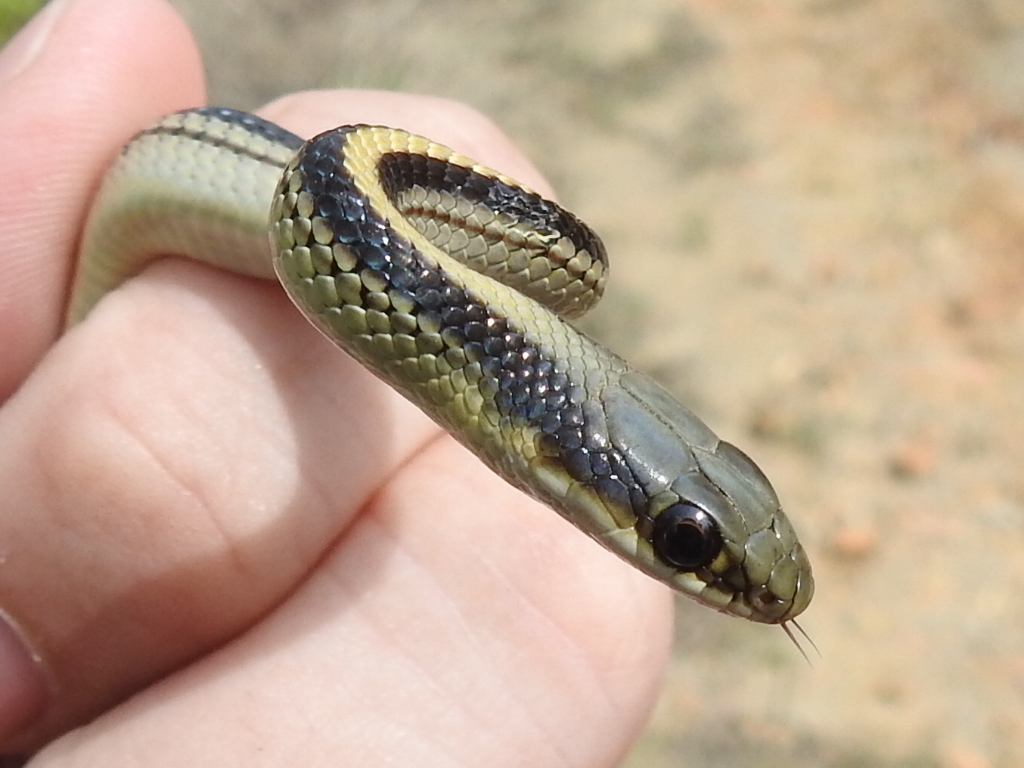 Texas Patch-nosed Snake From Parker County, TX, USA On March 30, 2019 ...