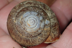 Helminthoglypta exarata