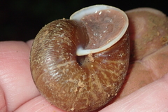 Helminthoglypta exarata