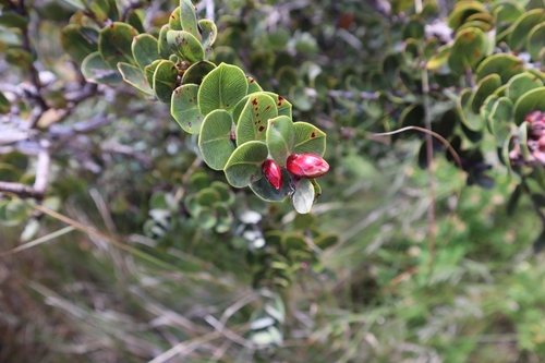 Metrosideros nervulosa observed 2023-11-11