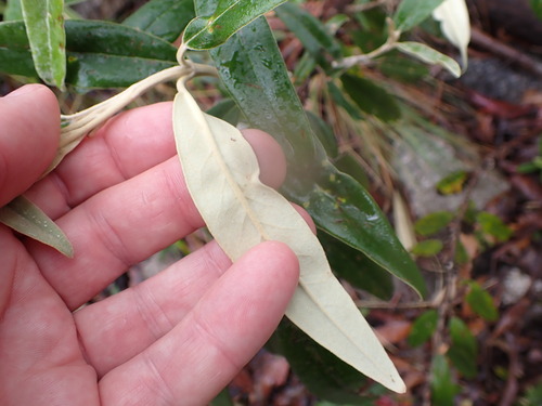 Image of Olearia megalophylla by (c) Leon Perrie, some rights reserved (CC BY)