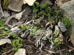 Selaginella corallina