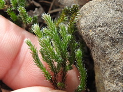Selaginella corallina