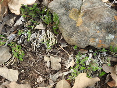 Selaginella corallina