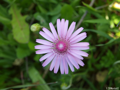 Crepis rubra