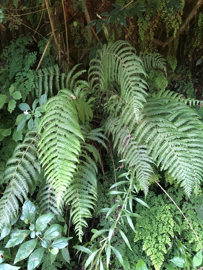 Amauropelta