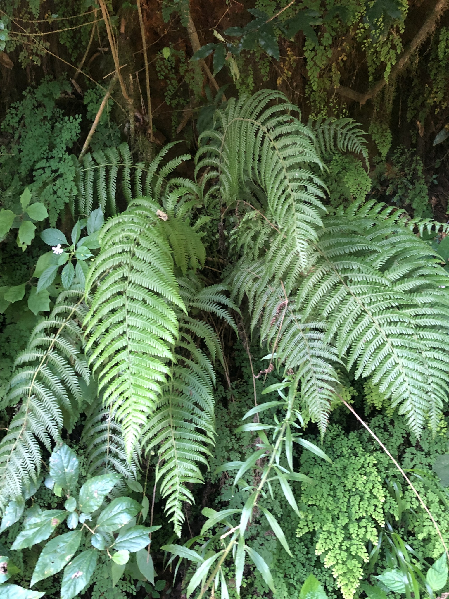 Amauropelta