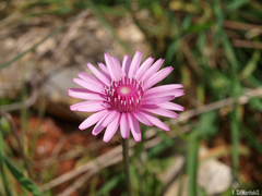 Crepis rubra