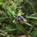 Ophrys kotschyi ariadnae - Photo (c) Vasilis Samaritakis, algunos derechos reservados (CC BY-NC), subido por Vasilis Samaritakis