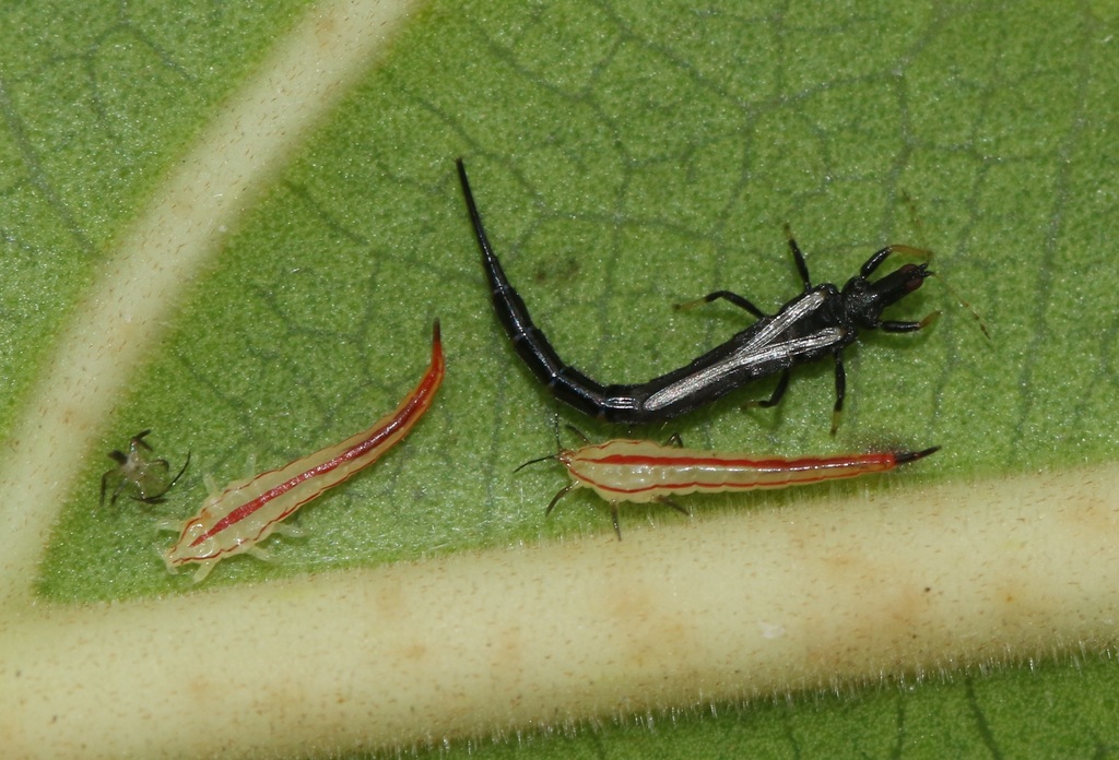 Gigantothrips