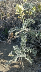 Astragalus miguelensis