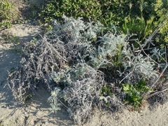 Astragalus miguelensis