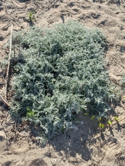 Astragalus miguelensis