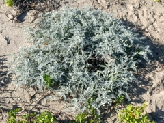 Astragalus miguelensis