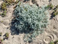 Astragalus miguelensis