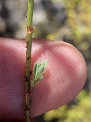 Linum heterostylum