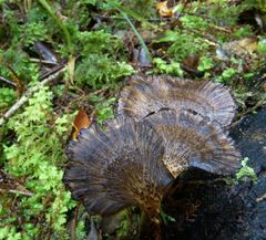 Polyporus nigrocristatus